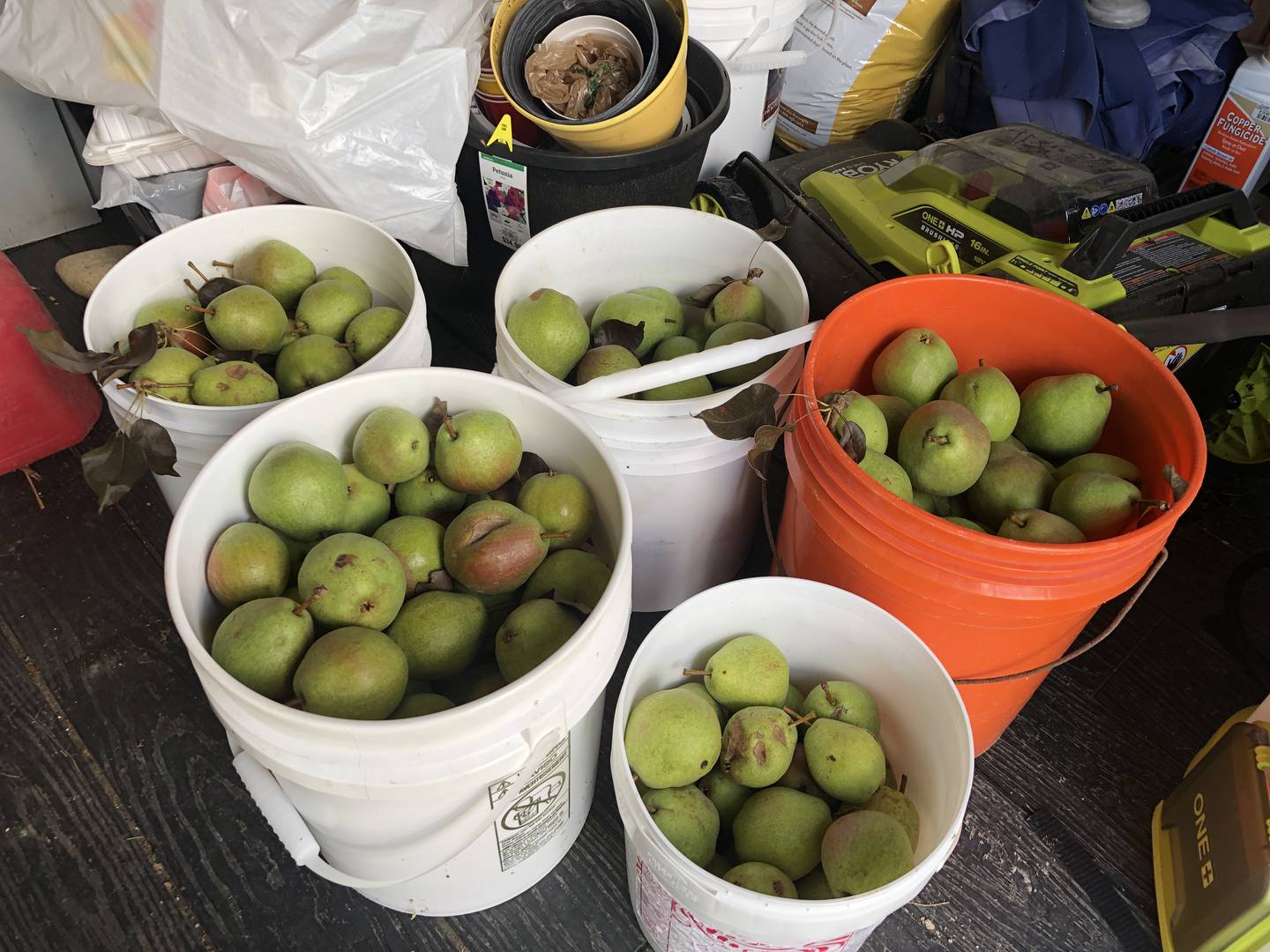 Buckets full of pears are left to soften in the shed on Monday, Sept. 2, 2024, at McHenry VFW Post 4600's Peace Garden. The garden is designed to give those with PTSD a tranquil place to visit while also providing food for the community.