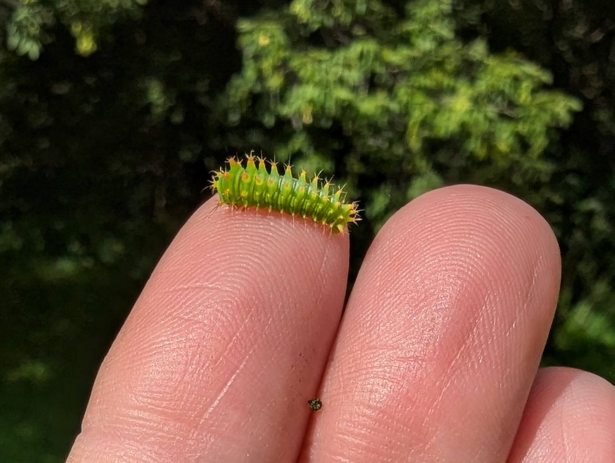 Good Natured in St. Charles: Identifying baby insects poses lively challenge