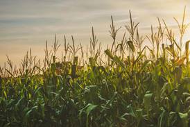 Students harvest knowledge about agriculture at Ag Awareness Days