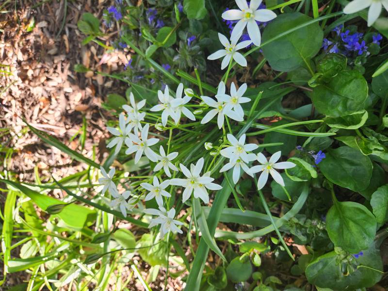 The Star of Bethlehem may be known for it's pretty flowers, but it can be an invasive, tenacious plant if it gets where you don't want it.