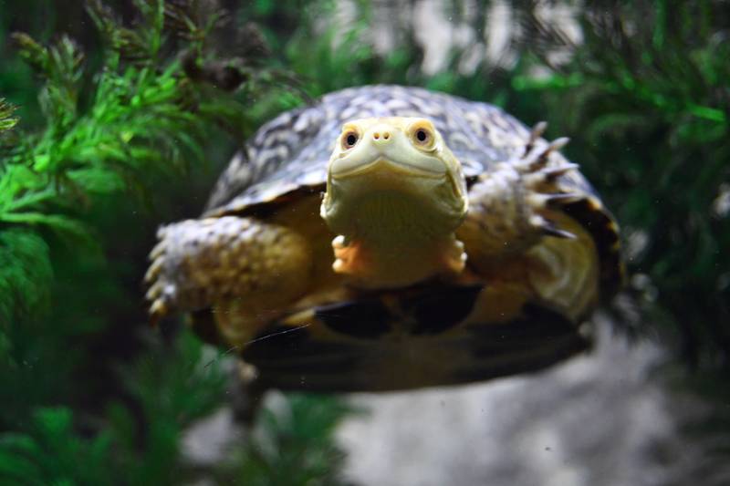 Learn the story of Blanding’s turtles and why they are endangered during a Turtle Tuesday program on July 2, 2024, at Isle a la Cache Museum in Romeoville.