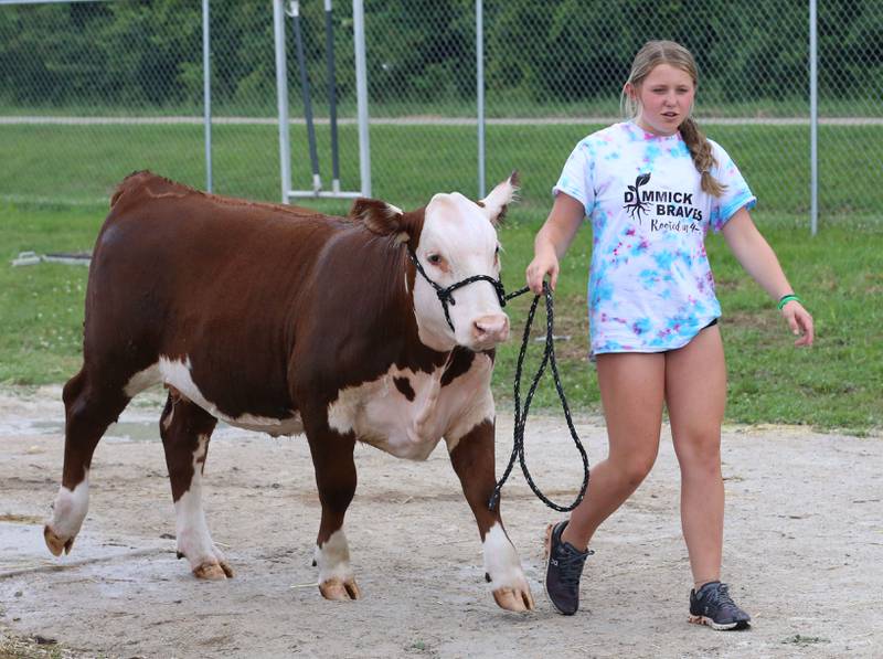 Tenely Pyszka of Dimmick, walks her cow to the beef barn during the La Salle County 4-H Fair on Thursday, July 11, 2024 in Ottawa.