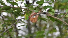 Get up close to bats and enjoy a campfire at Hammel Woods in Shorewood 