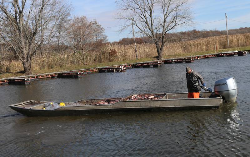 Nick Dickau, commercial fisherman for the Illinois Department of Natural Resources, drives a flat bottom boat of Asian carp into Starved Rock Marina on Thursday, Nov. 3, 2022 in Ottawa.