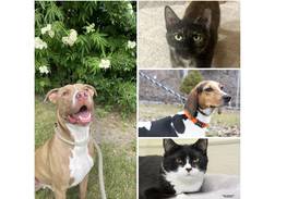 Will County Pets of the Week: July 1, 2024