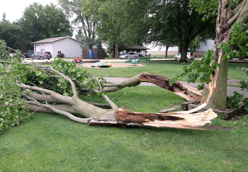 One of the fallen trees that was damaged in Chamberlain Park in Genoa Tuesday, July 16, 2024, after the severe thunderstorm Monday night. The storm caused localized damage and flooding throughout DeKalb County.